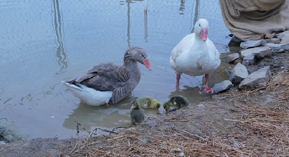 Geese take goslings out for first swim