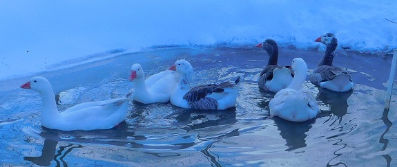 Cotton Patch geese staying warm with their down feathers in spite of a foot of snow in December