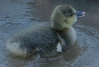 Cotton Patch gosling's gray-green color with white wingtips  is pied carrier