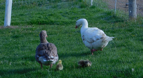 Goose and gander take goslings out to eat grass for the first time.