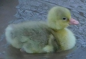 Dusty gray indicates this Cotton Patch gosling is a gander. His white wingtips indicates he's a pied carrier.